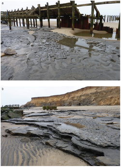 Photographs of Area A at Happisburgh, showing: (a) view of footprint surface looking north; and (b) view of footprint surface looking south, also showing underlying horizontally bedded laminated silts Photographs of Area A at Happisburgh (2).png