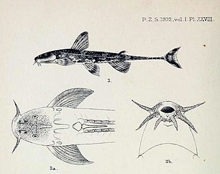 <i>Phractura lindica</i> Species of fish