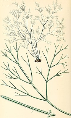 Description de l'image Phycologia britannica, or, A History of British sea-weeds, containing coloured figures, generic and specific characters, synonymes, and descriptions of all the species of algae inhabiting the shores (14595693889).jpg.