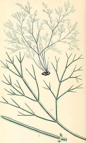 Descrição da imagem Phycologia britannica, ou, A History of British sea-weeds, contendo figuras coloridas, caracteres genéricos e específicos, sinônimos e descrições de todas as espécies de algas que habitam as costas (14595693889) .jpg.