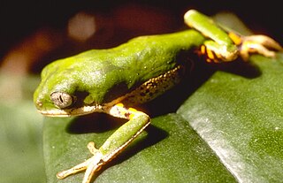 <i>Pithecopus hypochondrialis</i> Species of amphibian