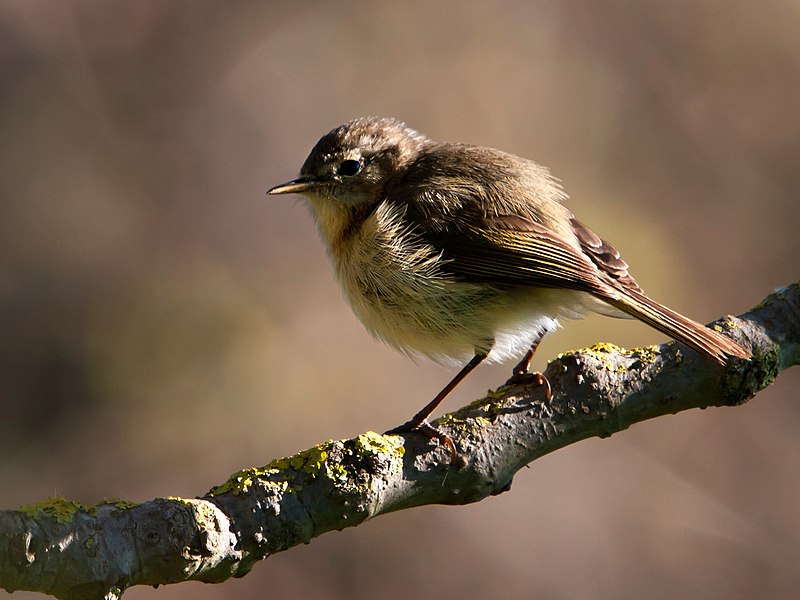 File:Phylloscopus canariensis -Gran Canaria, Canary Islands, Spain-8 (1).jpg