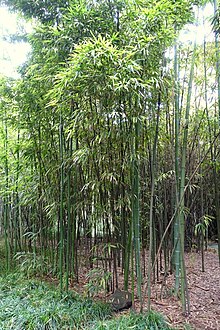 Phyllostachys iridescens - Wangjianglou Park - Chengdu, Çin - DSC05978.jpg