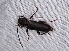 Phymatodes grandis (27892197497).jpg