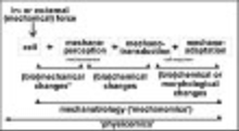 Scheme of terminology and sequence of events in cell biomechanics or broader - biophysics. In mechanobiology we study effects of mechanical forces within and/or applied to a cell or parts of it. This can be termed as mechanomics. Extending this to the overall physical environment and processes around and within a cell we might even use the term 'physicomics'. See also: Physicomics for WIKI.jpg