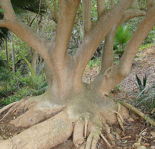 File:Phytolacca weberbaueri, trunk (8671567367).jpg