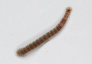 <i>Piscicola geometra</i> Species of annelid worm