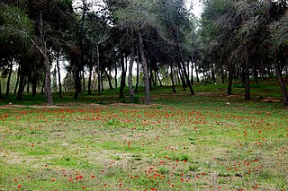 <span class="mw-page-title-main">Be'eri Forest</span> A forest in Israel