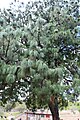 Pinus apulcensis