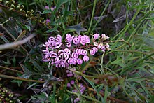 Pink Grevillea flower (6375938083).jpg