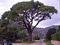Adaburu aterki-itxurakoa (pinazi pinua/Pinus pinea)