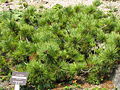 Rokko alpine botanical garden, Japan