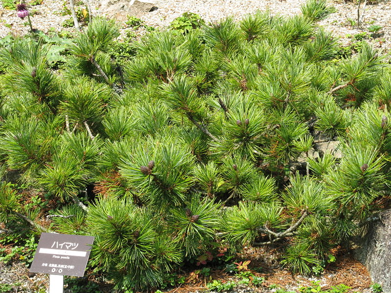 File:Pinus pumila2.JPG