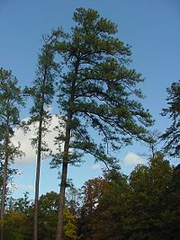 List Of U.s. State And Territory Trees