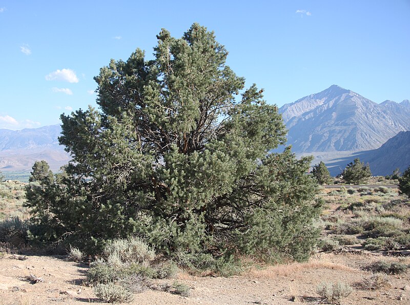 File:Pinyon pine Pinus monophylla in sagebrush.jpg