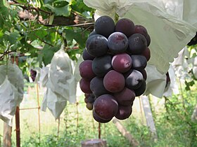 Pione table grapes prior to harvesting Pione Grapes.jpg