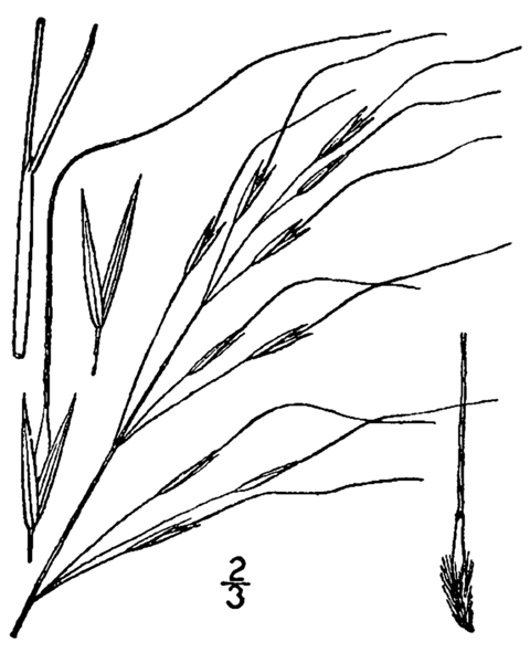 File:Piptochaetium avenaceum (as Stipa avenacea) BB-1913.png