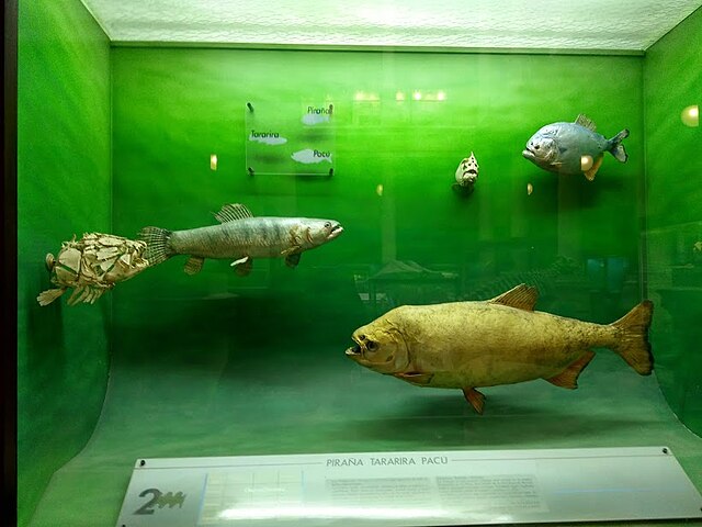 File:Piraña, tararira y pacú (orden Characiformes) - vitrina del Museo de  La Plata, Argentina.jpg - Wikimedia Commons