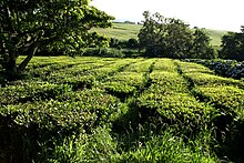 Plantação de Chá Gorreana, Camellia sinensis, Ribeira Grande, ilha de São Miguel, Azoren.JPG