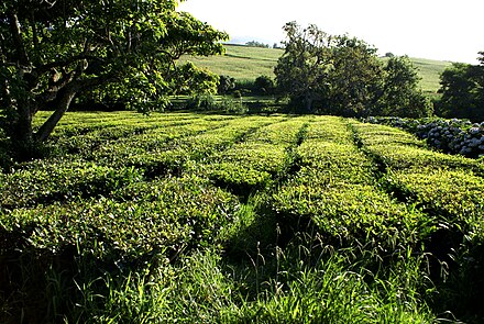 The tea fields in the foothills of Gorreana, Azores Islands, Portugal: the only European region other than Georgia to support green tea production.