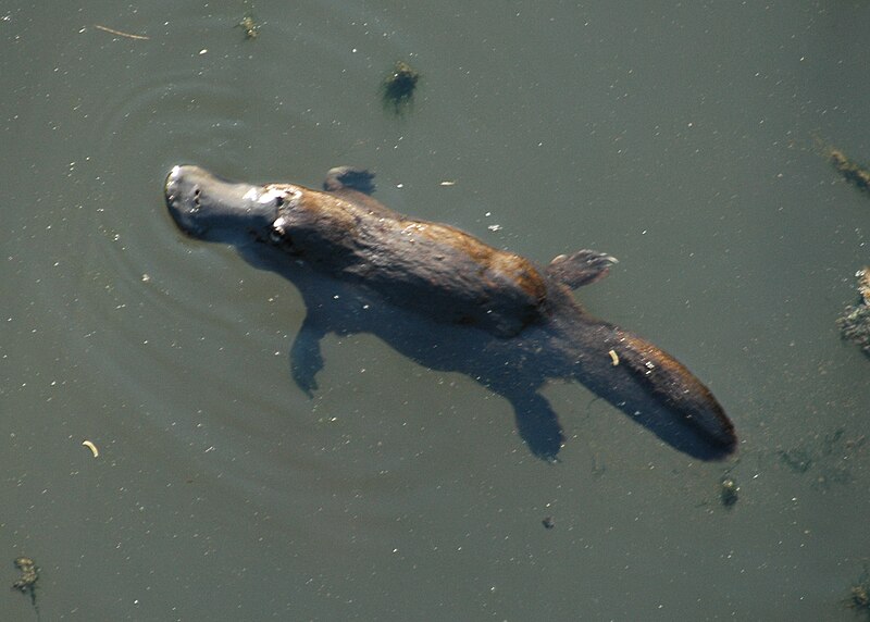 File:Platypus BrokenRiver QLD Australia.jpg