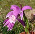 Pleione formosana