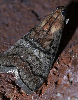 <i>Pococera maritimalis</i> Species of moth