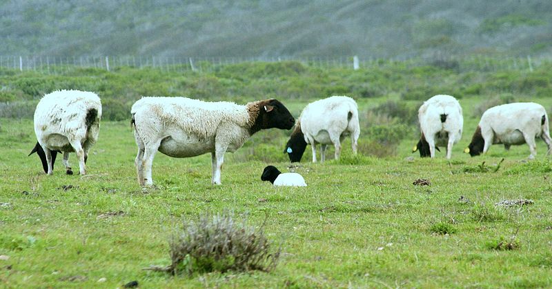 File:Point Buchon Trail sheep.jpg