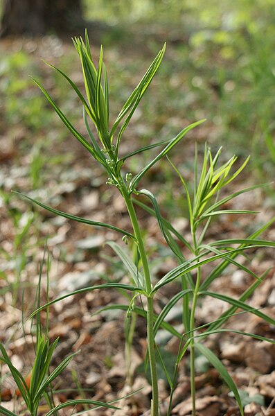 File:Polygonatum verticillatum kz1.jpg