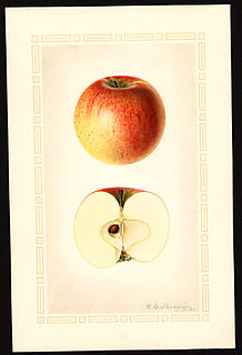 <span class="mw-page-title-main">Rambo apple</span> Apple cultivar