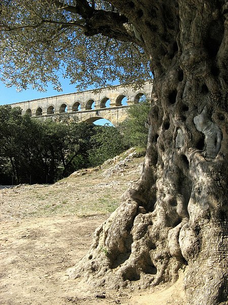 File:Pont du Gard, Olive Ancienne 1 - panoramio.jpg