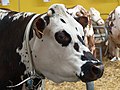 Portrait d'une vache normande