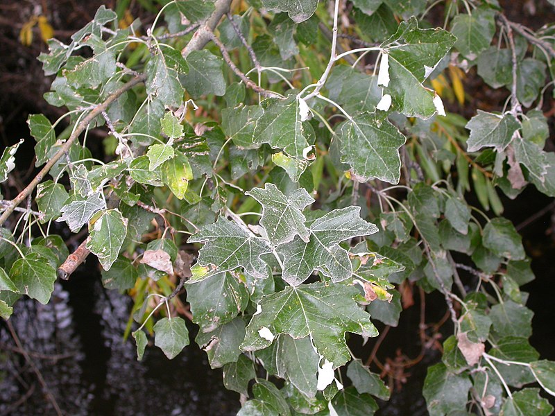 File:Populus alba (5002311977).jpg