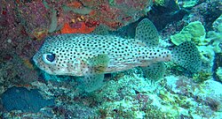 This Porcupine Fish in the Foul Bay Channel is a variety of Puffer Fish.