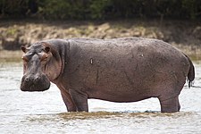 Hippopotamus (Hippopotamus amphibius)