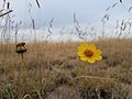 Prairie flowers in the tall grass at the Cimarron National Grassland (23efa26c27974aa1ab6353f41d330bee).JPG