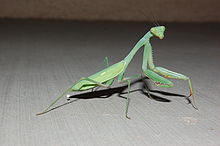 Praying Mantis, Albuquerque NM.JPG