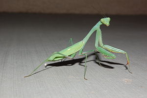 Самка богомола это. Богомол Creobroter meleagris. Древесный богомол (Hierodula SP. Vietnam). Закавказский древесный богомол. Hierodula venosa богомол.