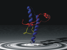 Normally folded prion protein PrP subdomain-Residues 125-228. Note the presence of alpha helices (blue). Prion subdomain-colored sec structure.png