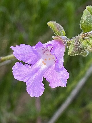 <i>Prostanthera marifolia</i> Species of flowering plant