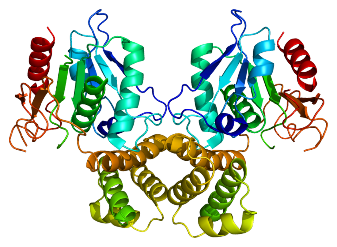 Acide gras synthase