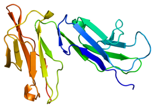 Fc fragment of IgG receptor IIb is a low affinity inhibitory receptor for the Fc region of immunoglobulin gamma (IgG). FCGR2B participates in the phagocytosis of immune complexes and in the regulation of antibody production by B lymphocytes.