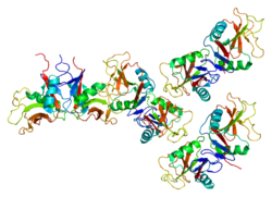 Белок OLR1 PDB 1ypo.png