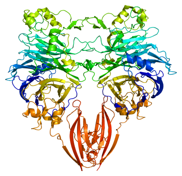 File:Protein SEMA4D PDB 1olz.png