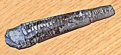 Fossilized shell of the Ordovician nautiloid cephalopod Treptoceras Proteoceratidae - Treptoceras duseri cropped.jpg