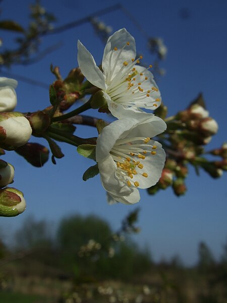 File:Prunus cerasus flos.JPG