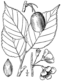 Description de l'image Prunus nigra BB-1913.png.