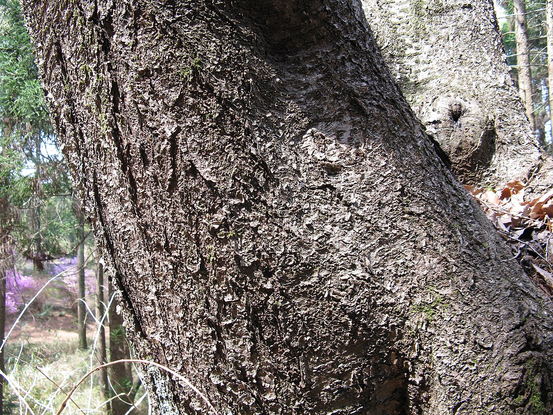 Prunus leveilleana