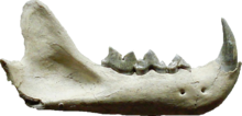 Mandible of Pseudaelurus Pseudaelurus teeth.png