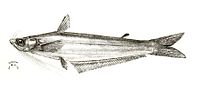 Miniatura para Proeutropiichthys